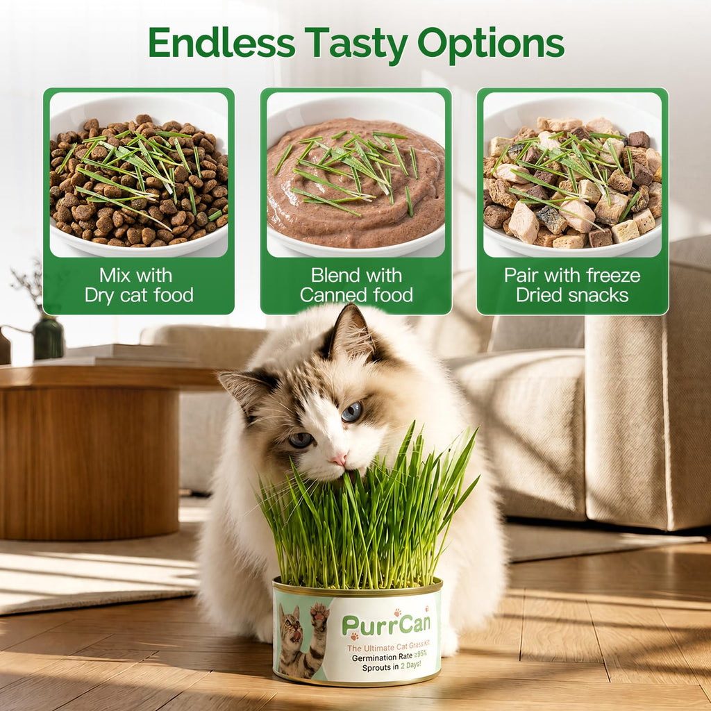 6 Cans Organic Wheat Cat Grass Growing Kit H868