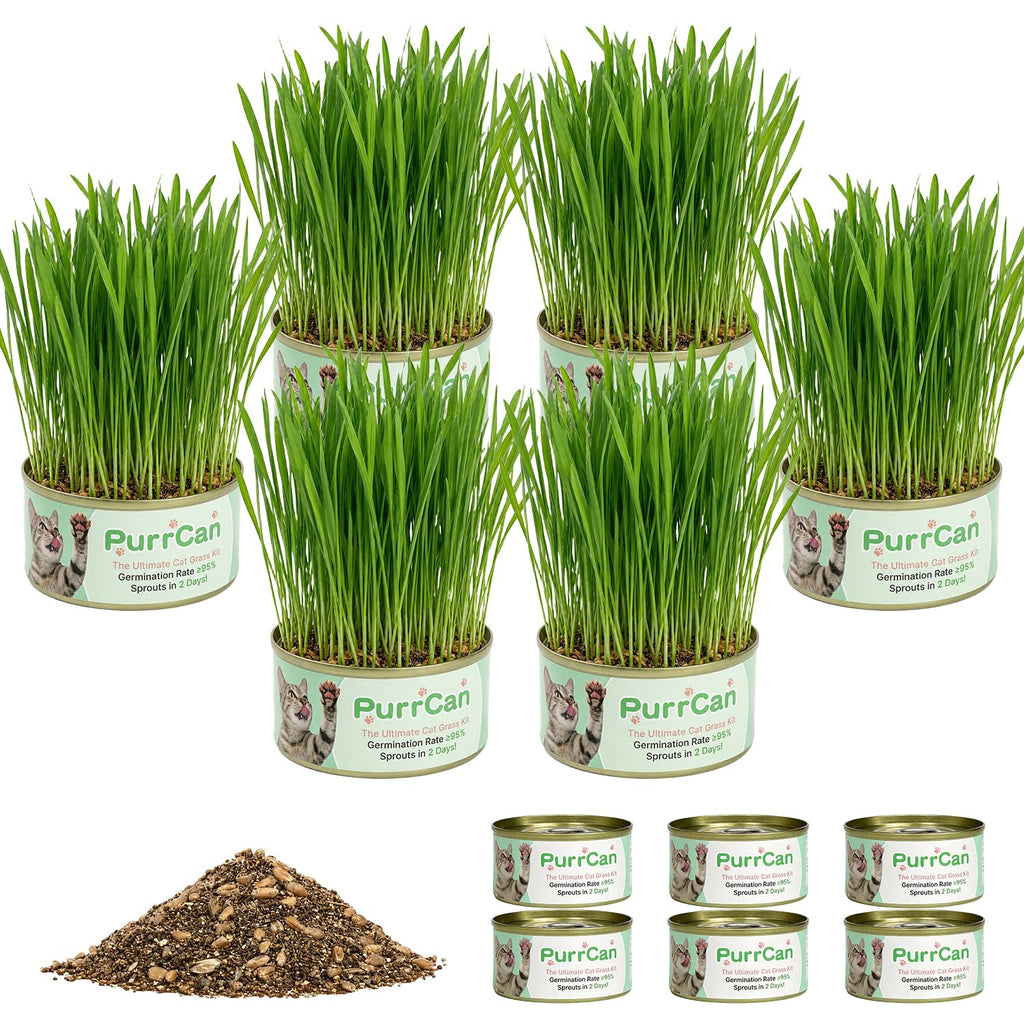 6 Cans Organic Wheat Cat Grass Growing Kit H868