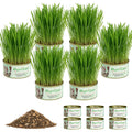 6 Cans Organic Wheat Cat Grass Growing Kit H868