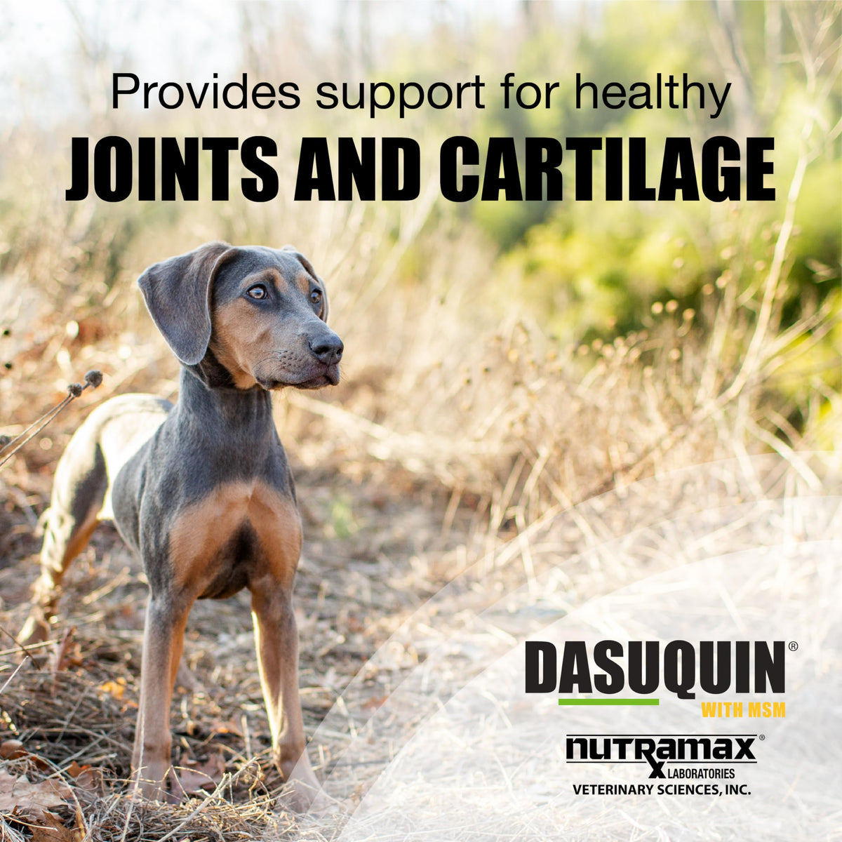 Joint Supplement Chew Tablets 84ct O120