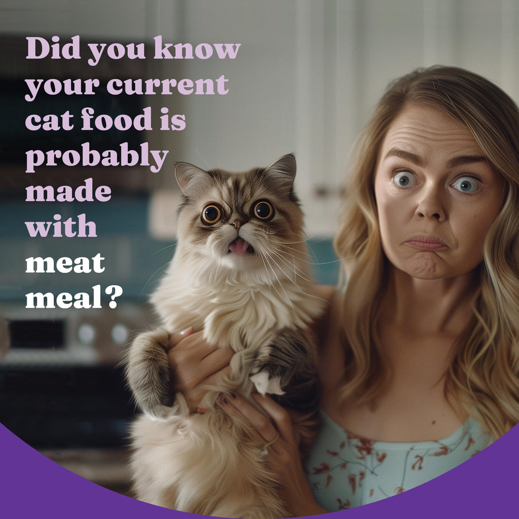 Dry Cat Food 3 lb W308268