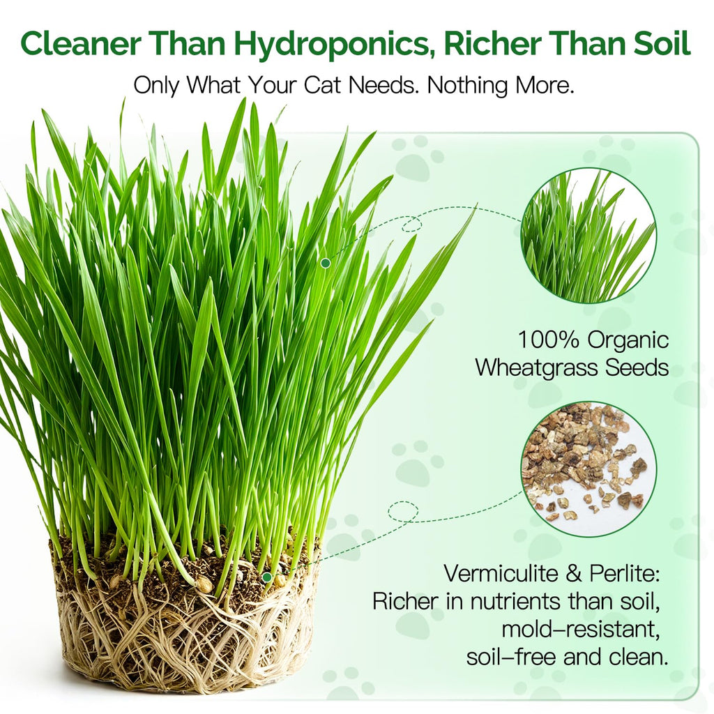 6 Cans Organic Wheat Cat Grass Growing Kit H868